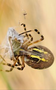 Preview wallpaper spider, argiope bruennichi, wasp spider, web