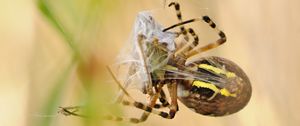 Preview wallpaper spider, argiope bruennichi, wasp spider, web