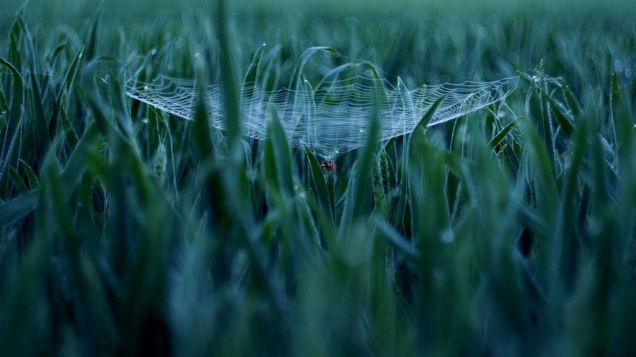 Wallpaper spider, cobweb, grass, macro, green