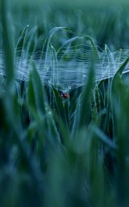 Preview wallpaper spider, cobweb, grass, macro, green