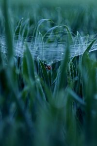 Preview wallpaper spider, cobweb, grass, macro, green