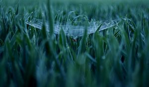 Preview wallpaper spider, cobweb, grass, macro, green