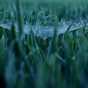 Preview wallpaper spider, cobweb, grass, macro, green
