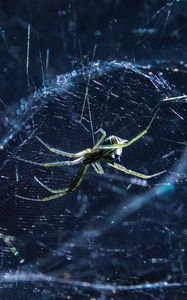 Preview wallpaper spider, cobweb, insect, blur