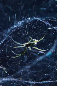 Preview wallpaper spider, cobweb, insect, blur