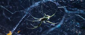 Preview wallpaper spider, cobweb, insect, blur