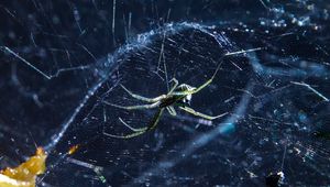 Preview wallpaper spider, cobweb, insect, blur