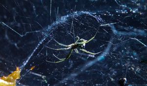 Preview wallpaper spider, cobweb, insect, blur