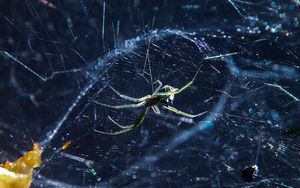 Preview wallpaper spider, cobweb, insect, blur