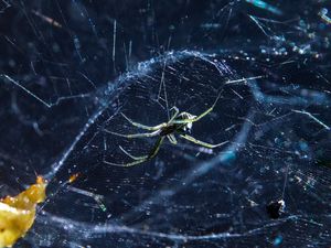 Preview wallpaper spider, cobweb, insect, blur