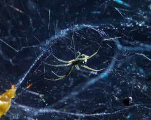 Preview wallpaper spider, cobweb, insect, blur
