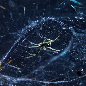 Preview wallpaper spider, cobweb, insect, blur