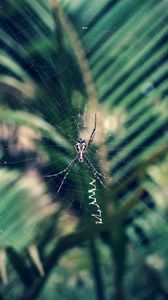Preview wallpaper spider, cobweb, insect, macro, closeup