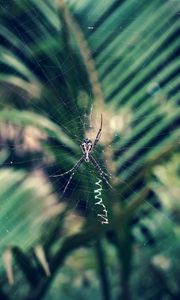 Preview wallpaper spider, cobweb, insect, macro, closeup