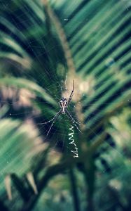 Preview wallpaper spider, cobweb, insect, macro, closeup