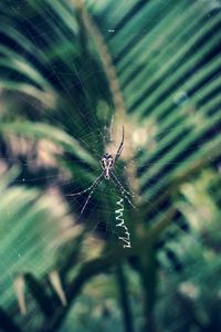 Preview wallpaper spider, cobweb, insect, macro, closeup