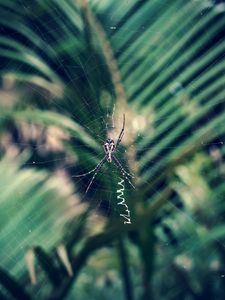 Preview wallpaper spider, cobweb, insect, macro, closeup