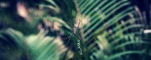 Preview wallpaper spider, cobweb, insect, macro, closeup