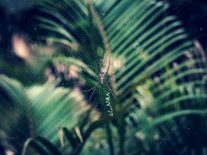 Preview wallpaper spider, cobweb, insect, macro, closeup