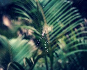 Preview wallpaper spider, cobweb, insect, macro, closeup