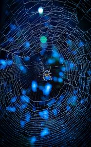 Preview wallpaper spider, cobweb, insect, glare