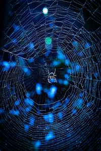 Preview wallpaper spider, cobweb, insect, glare