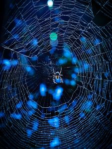 Preview wallpaper spider, cobweb, insect, glare