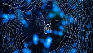 Preview wallpaper spider, cobweb, insect, glare