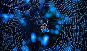 Preview wallpaper spider, cobweb, insect, glare