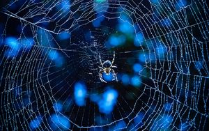 Preview wallpaper spider, cobweb, insect, glare