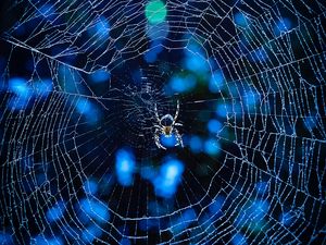 Preview wallpaper spider, cobweb, insect, glare