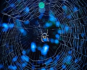 Preview wallpaper spider, cobweb, insect, glare