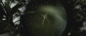 Preview wallpaper spider, cobweb, magnifier, hand, macro