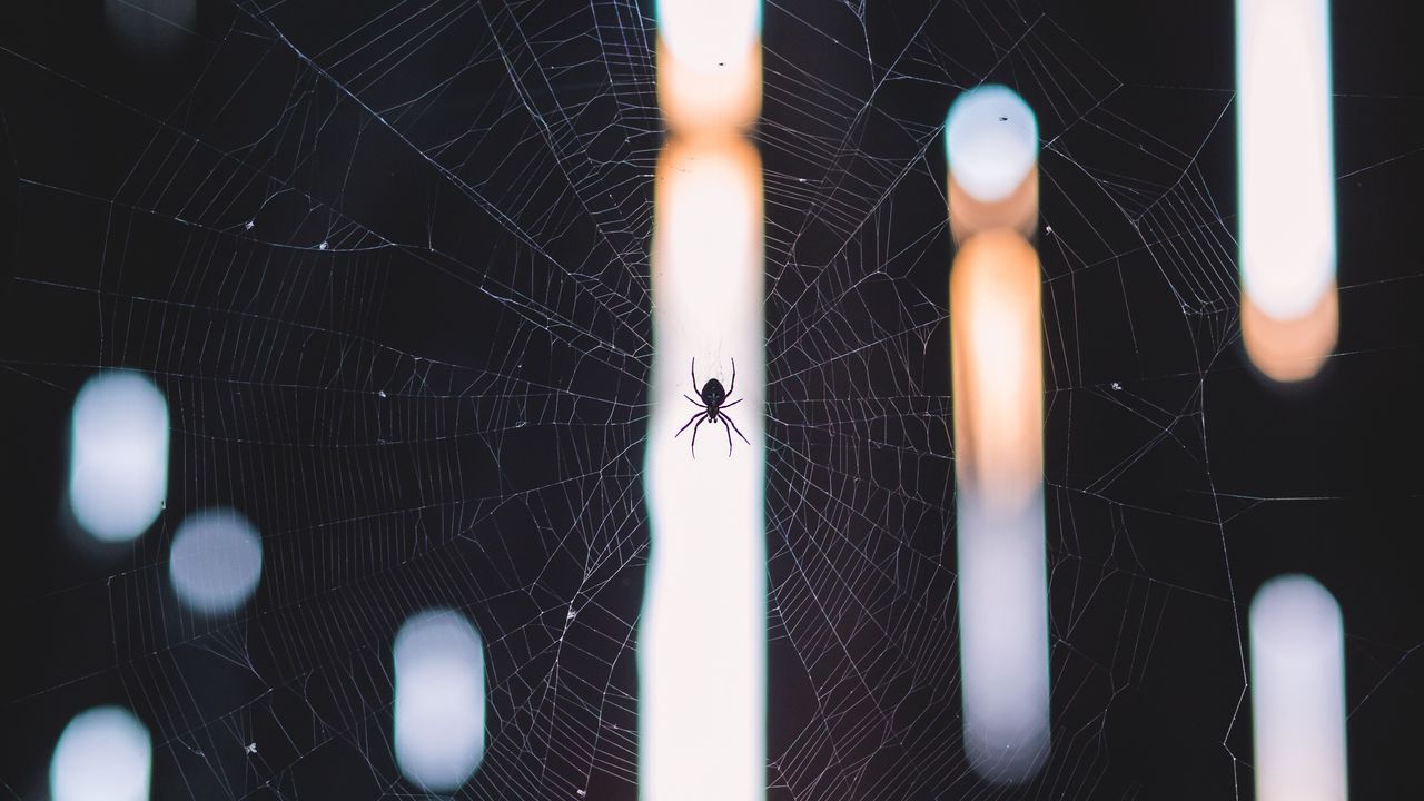 Wallpaper spider, cobweb, weave, light