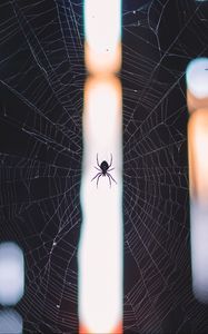 Preview wallpaper spider, cobweb, weave, light