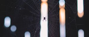 Preview wallpaper spider, cobweb, weave, light