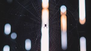 Preview wallpaper spider, cobweb, weave, light