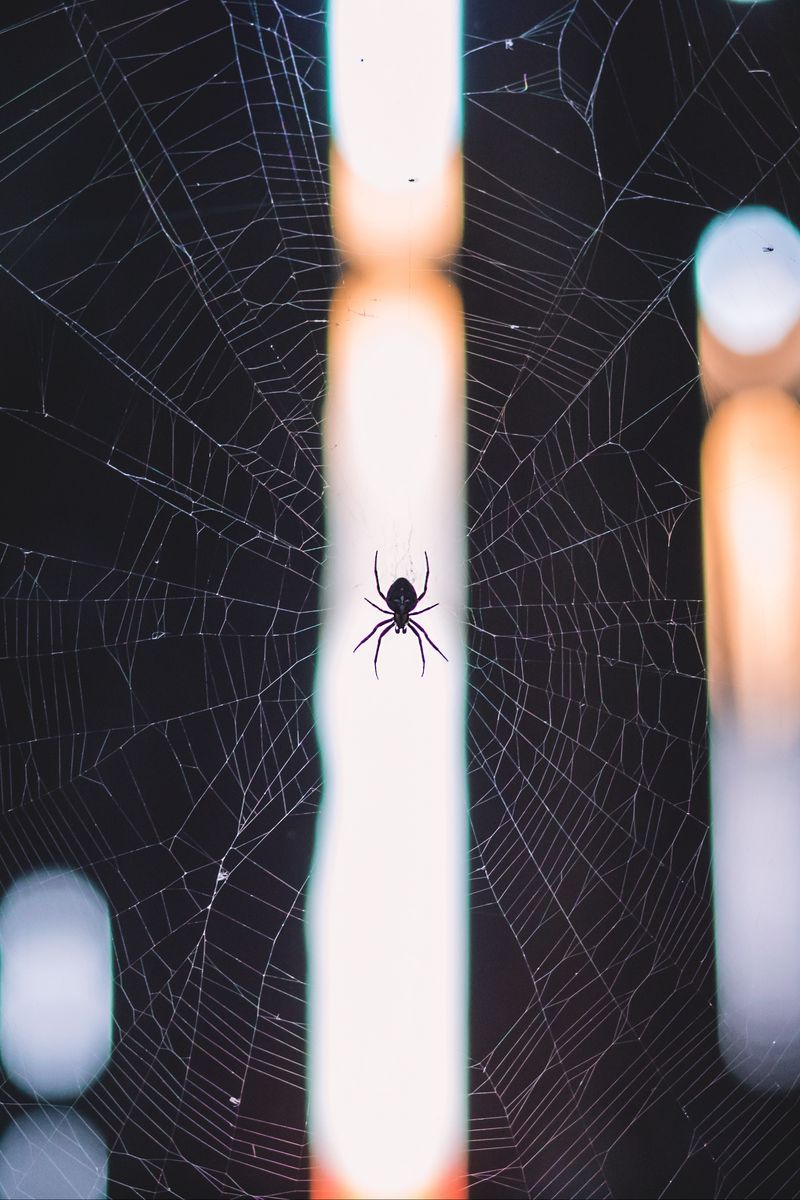Fabric & Wallpaper: Halloween Spider Webs in Black, Orange | Amborela