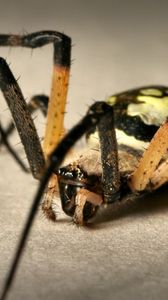 Preview wallpaper spider, color, colorful, foot