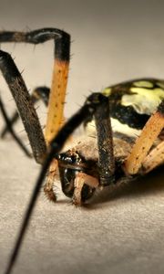 Preview wallpaper spider, color, colorful, foot