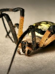 Preview wallpaper spider, color, colorful, foot