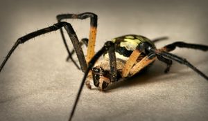 Preview wallpaper spider, color, colorful, foot