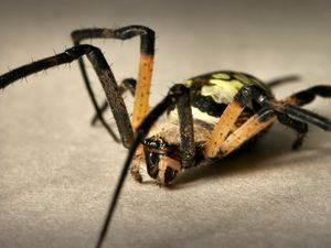 Preview wallpaper spider, color, colorful, foot