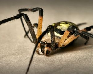 Preview wallpaper spider, color, colorful, foot