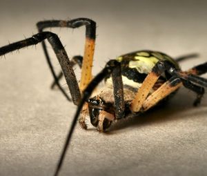 Preview wallpaper spider, color, colorful, foot