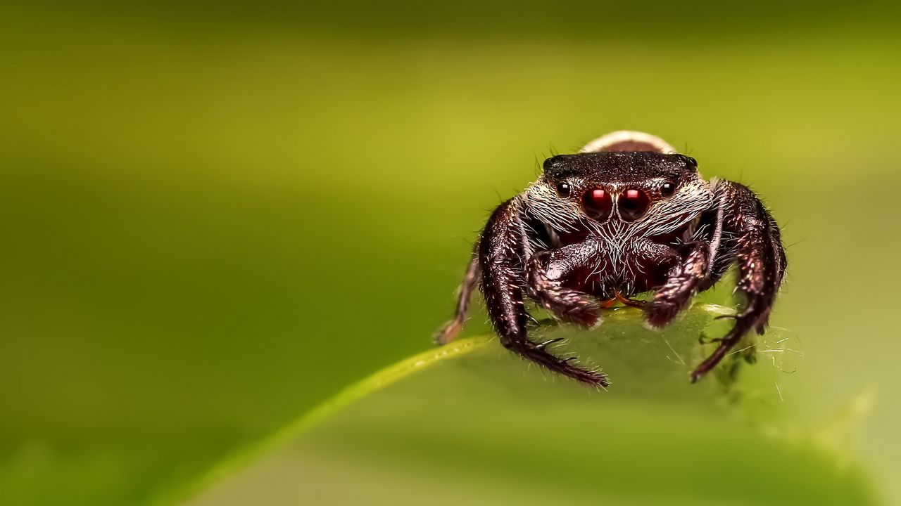 Wallpaper spider, eyes, close-up