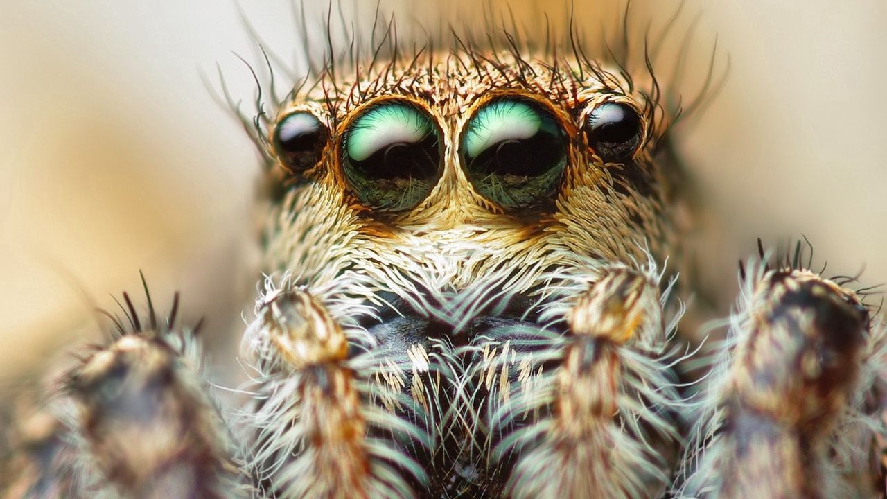 Wallpaper spider, eyes, hair, legs