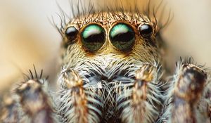 Preview wallpaper spider, eyes, hair, legs