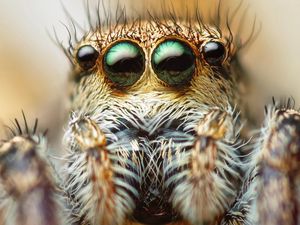 Preview wallpaper spider, eyes, hair, legs