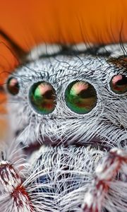 Preview wallpaper spider, eyes, hairy, beautiful